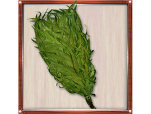 ����� ������������  37 ���.