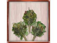 ����� «����������»  60 ���.