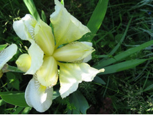 ���� �����.JPG