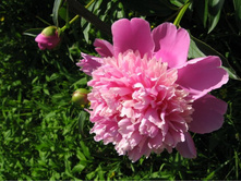 ���� �������.JPG