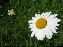 ������� �������.JPG