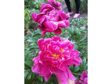 ���� ������ �������