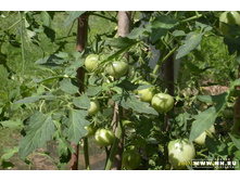 ��� ��̣�������...