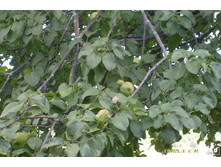 ��� �������...