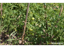 ��� ���������))