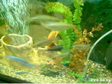 ������� �������