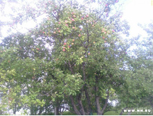 � ������� ...