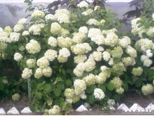 ��������� �����..