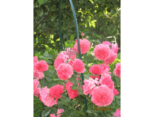 �������� �