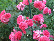 �������� �