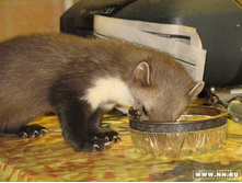 ����� ��������