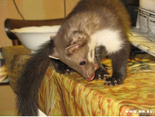 ������ ���� :)