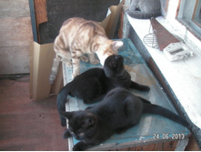 PICT0078.JPG