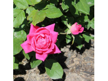 ���� �������.jpg