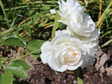 ���� ����������