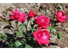 ���� �������