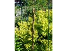 ���� � �������