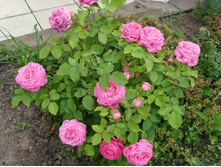 ���� ����� ����