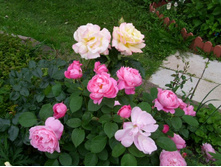 ��� ��������� �������