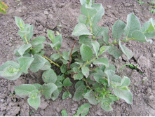 ��� ����������