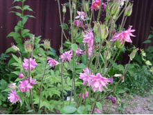 � �ӣ ������