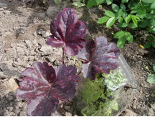 �� ��������� ����� ����