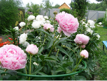 ���� ������