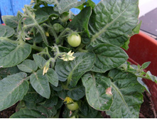 ��������� ������� ��������