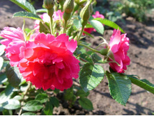 ���� �����������