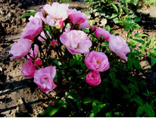 ���� Hevenli_Pink