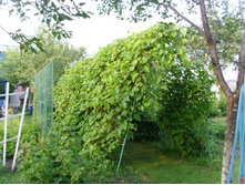 �������� ��������