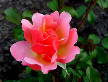 ������� Jean_Cocteau-Tequila