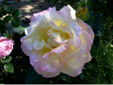 ���� ��������1.JPG