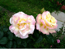 ���� ��������.JPG