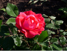 ������� Alexander_MacKenzie