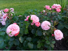 ���� ��������.JPG