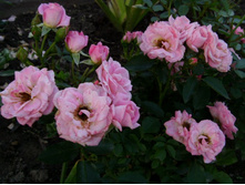 ���� �����������.JPG