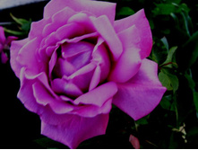 ���� ��� ������.JPG