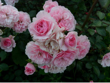 ���� ������1.JPG