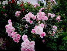 ���� ������.JPG