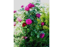 ���� �. �������.JPG