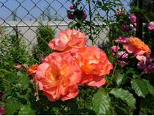 ���� ����������.JPG