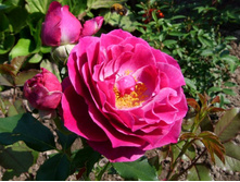 ���� ��� Blue Eden  Wild Blue Yonder