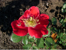 ���� ������� ������.JPG