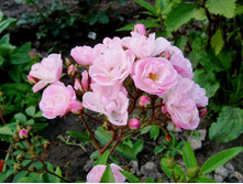 ���� ����� Hevenli_Pink