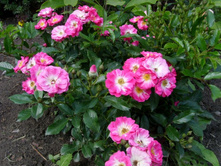 ���������(Degenhard)