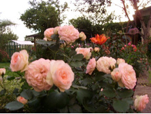 ���� ��������(pastella) ����� ������