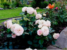 ���� ��������.JPG