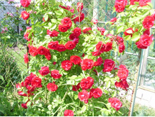 ���� ����������.JPG