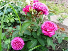 ���� ����� ����.JPG